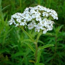 Yarrow para artrose
